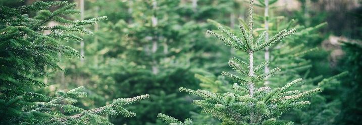 Nahaufnahme diverser Weihnachtsbäume auf einer Plantage.